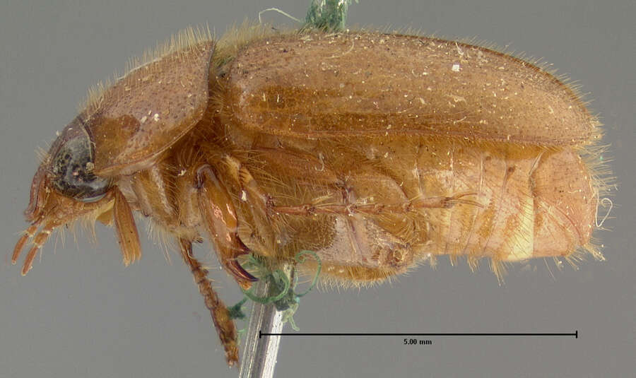Image of Cyclocephala puberula Le Conte 1863