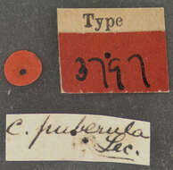 Image of Cyclocephala puberula Le Conte 1863