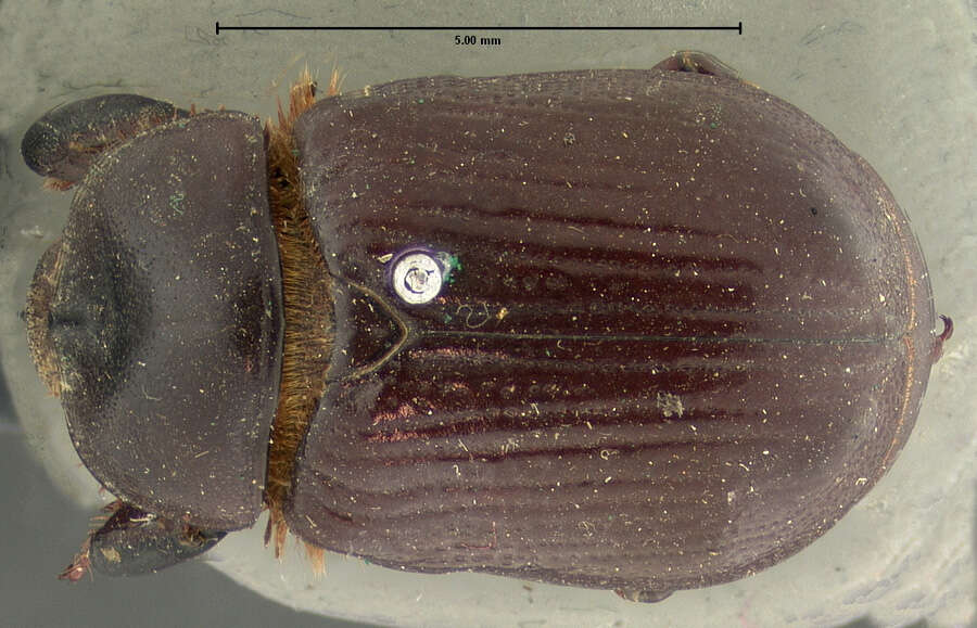 Image de Orizabus clunalis (Le Conte 1856)