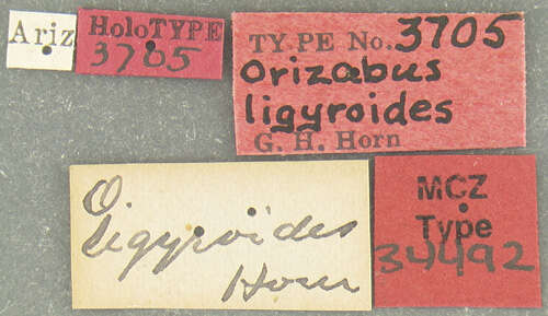 Image de Orizabus ligyroides Horn 1885