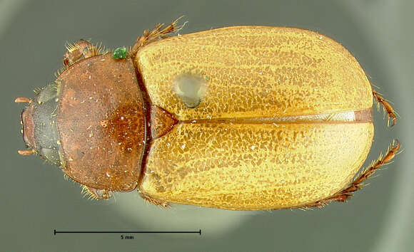 Image of Cyclocephala melanocephala (Fabricius 1775)