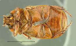 Image of Cyclocephala melanocephala (Fabricius 1775)