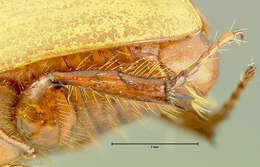 Cyclocephala melanocephala (Fabricius 1775)的圖片