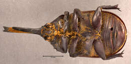 Dynastes grantii Horn 1870 resmi