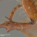 Image of Phyllophaga (Phyllophaga) ravida (Blanchard 1850)