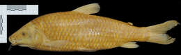 Image of Leporinus elongatus Valenciennes 1850