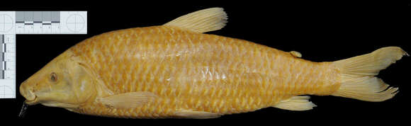 Image of Leporinus elongatus Valenciennes 1850