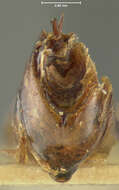 Image of Phyllophaga (Phytalus) bilobatata Saylor 1939