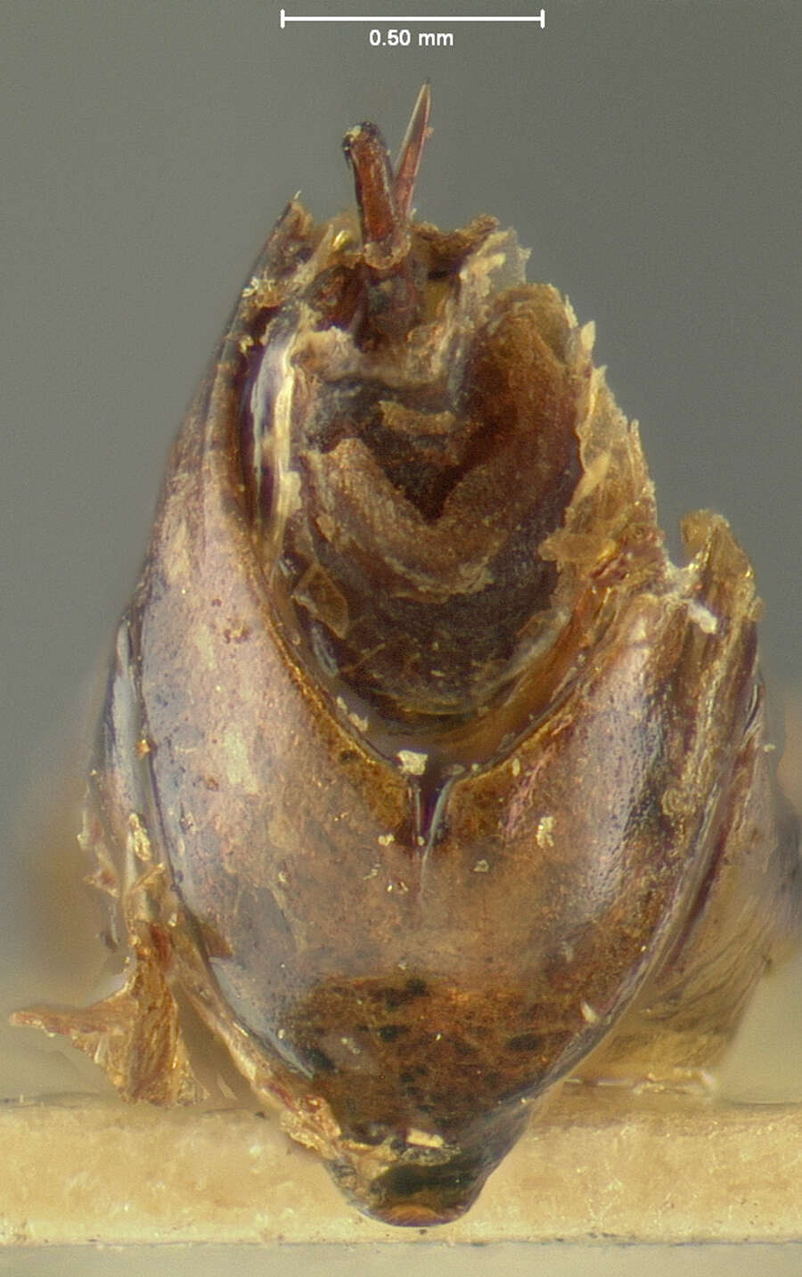 Image of Phyllophaga (Phytalus) bilobatata Saylor 1939