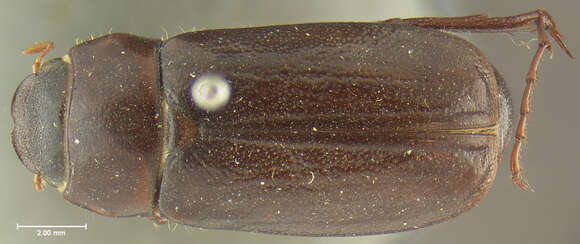 Image of Phyllophaga (Phytalus) bilobatata Saylor 1939