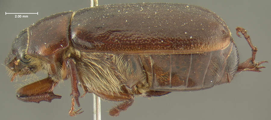 Image of Phyllophaga (Phytalus) bilobatata Saylor 1939