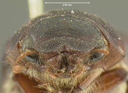 Image of Phyllophaga (Phytalus) bilobatata Saylor 1939