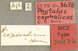 Image of Phyllophaga (Phytalus) bilobatata Saylor 1939