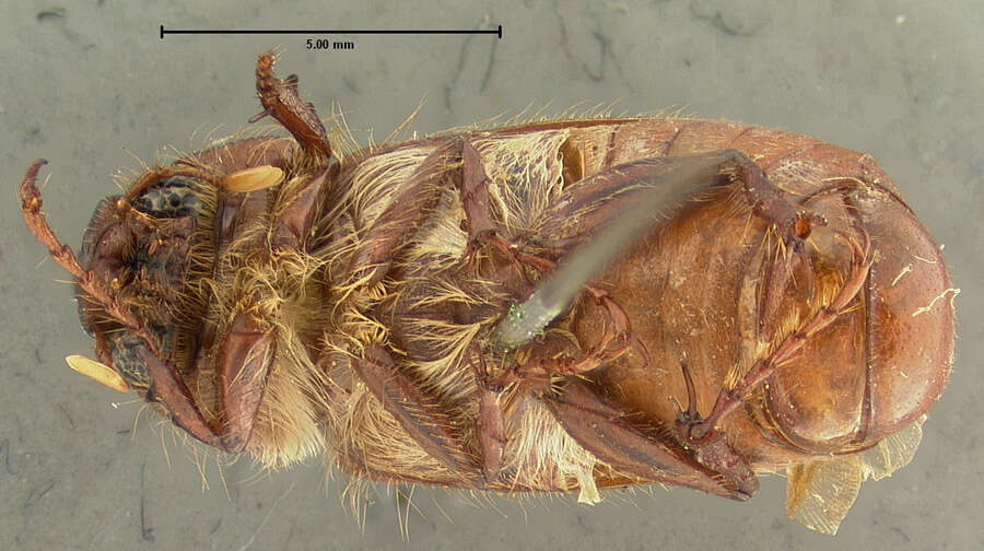 Image of Listrochelus trochanter Saylor 1940