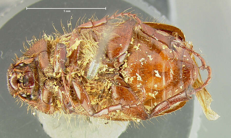 Image of Listrochelus opacicollis Horn 1878