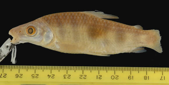 Image of Leporinus elongatus Valenciennes 1850