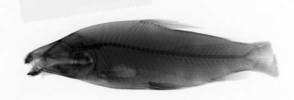 Image of Leporinus elongatus Valenciennes 1850