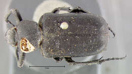 Image of Cremastocheilus (Macropodina) planatus Le Conte 1863