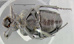 Image of Cremastocheilus (Macropodina) planatus Le Conte 1863