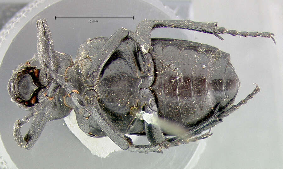 Image de Cremastocheilus (Macropodina) planatus Le Conte 1863