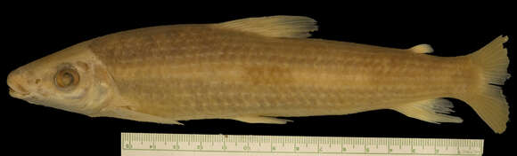 Image of Leporinus cylindriformis Borodin 1929