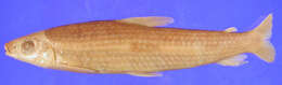 Image of Leporinus cylindriformis Borodin 1929