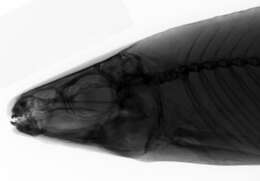 Image of Leporinus cylindriformis Borodin 1929