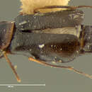 Image of <i>Ebaeus submarginatus</i>