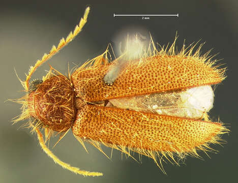 Image of <i>Rhadalus testaceus</i>