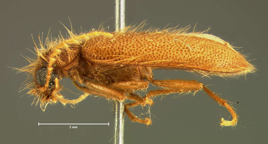 Image of <i>Rhadalus testaceus</i>