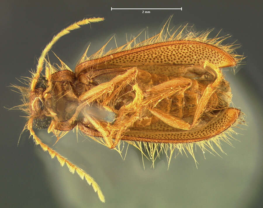 Image of <i>Rhadalus testaceus</i>