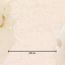 Sivun Mecomycter omalinus Horn 1882 kuva