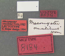 Sivun Mecomycter omalinus Horn 1882 kuva