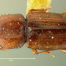 Image of <i>Bactridium cavicolle</i>