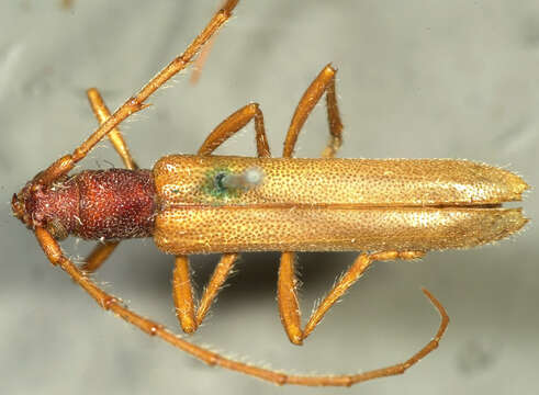 صورة Aneflomorpha subpubescens (Le Conte 1862)