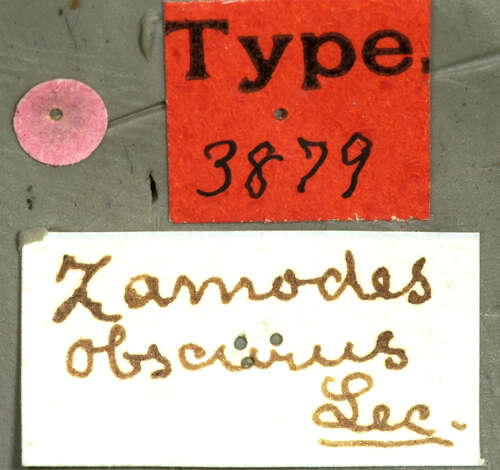 Image of Zamodes