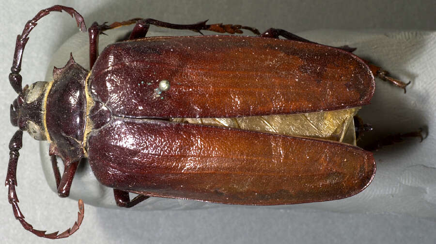 Image of California Root Borer