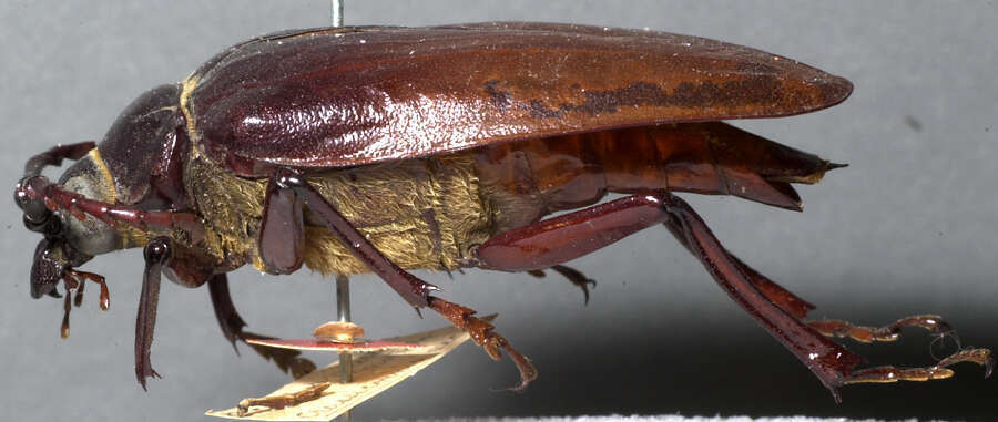 Image of California Root Borer