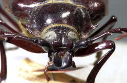 Image of California Root Borer