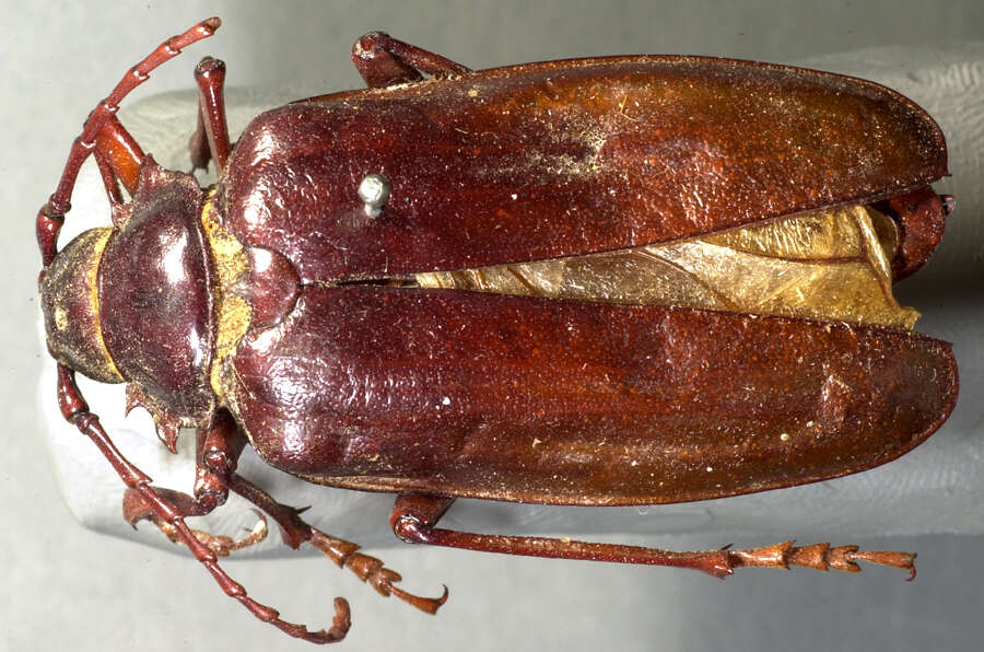 Image of California Root Borer