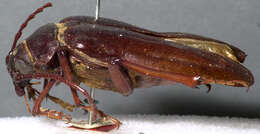 Image of California Root Borer