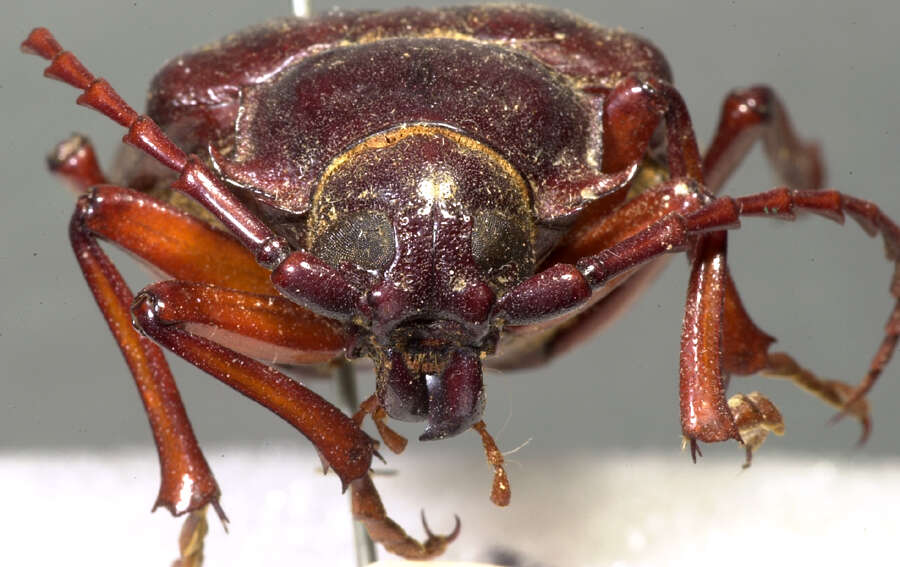 Image of California Root Borer