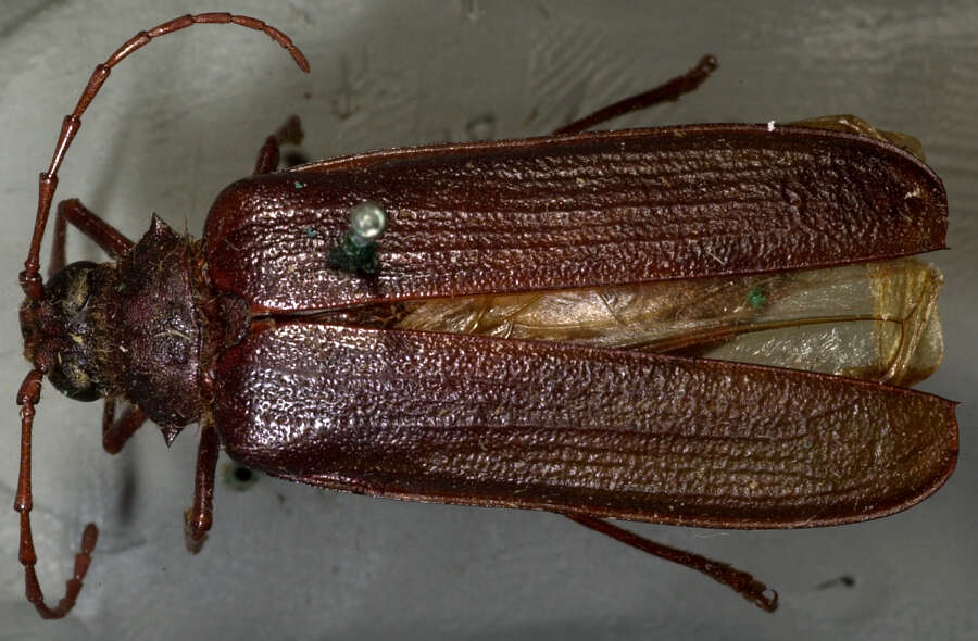 Image of Tragosoma harrisii Le Conte 1851