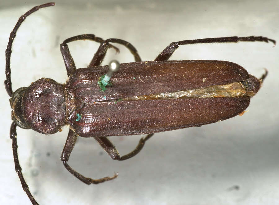 Image of Arhopalus asperatus (Le Conte 1859)