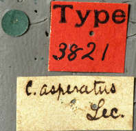 Image of Arhopalus asperatus (Le Conte 1859)