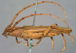 صورة Malacopterus