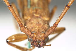 صورة Malacopterus