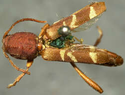 Image of Neoclytus approximatus (Le Conte 1862)