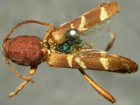 Image of Neoclytus approximatus (Le Conte 1862)