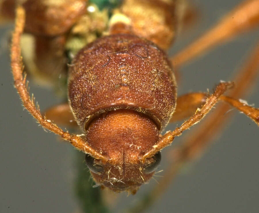 Image of Neoclytus approximatus (Le Conte 1862)